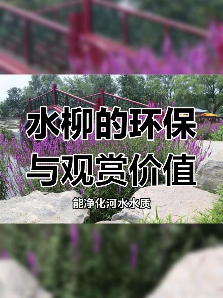 千屈菜:耐盐碱、净化水质,水生植物新宠