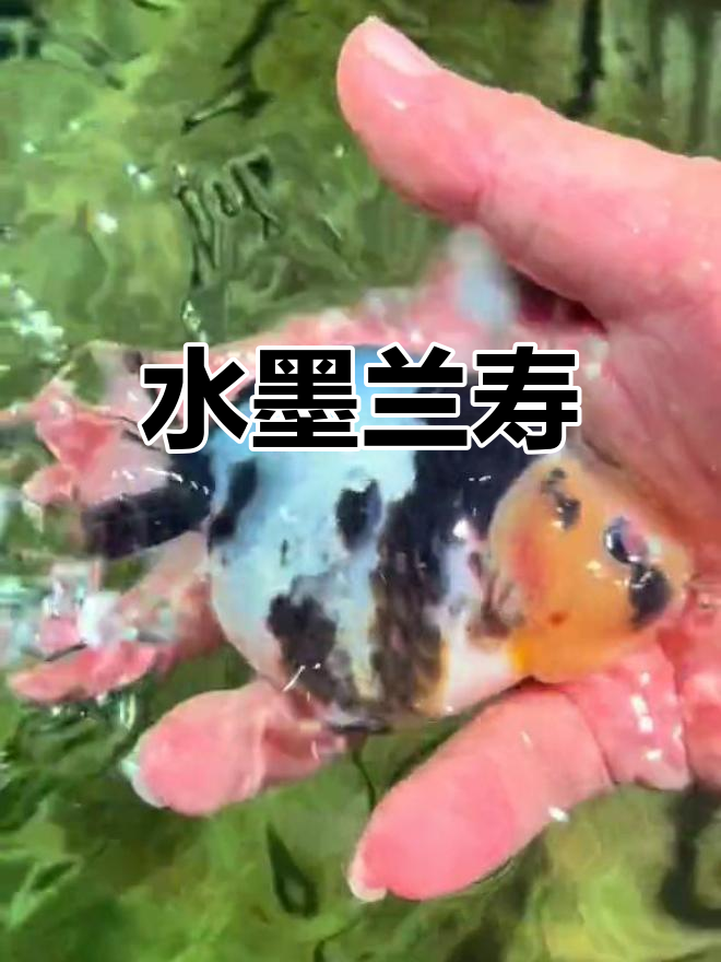 顶级水墨兰寿金鱼