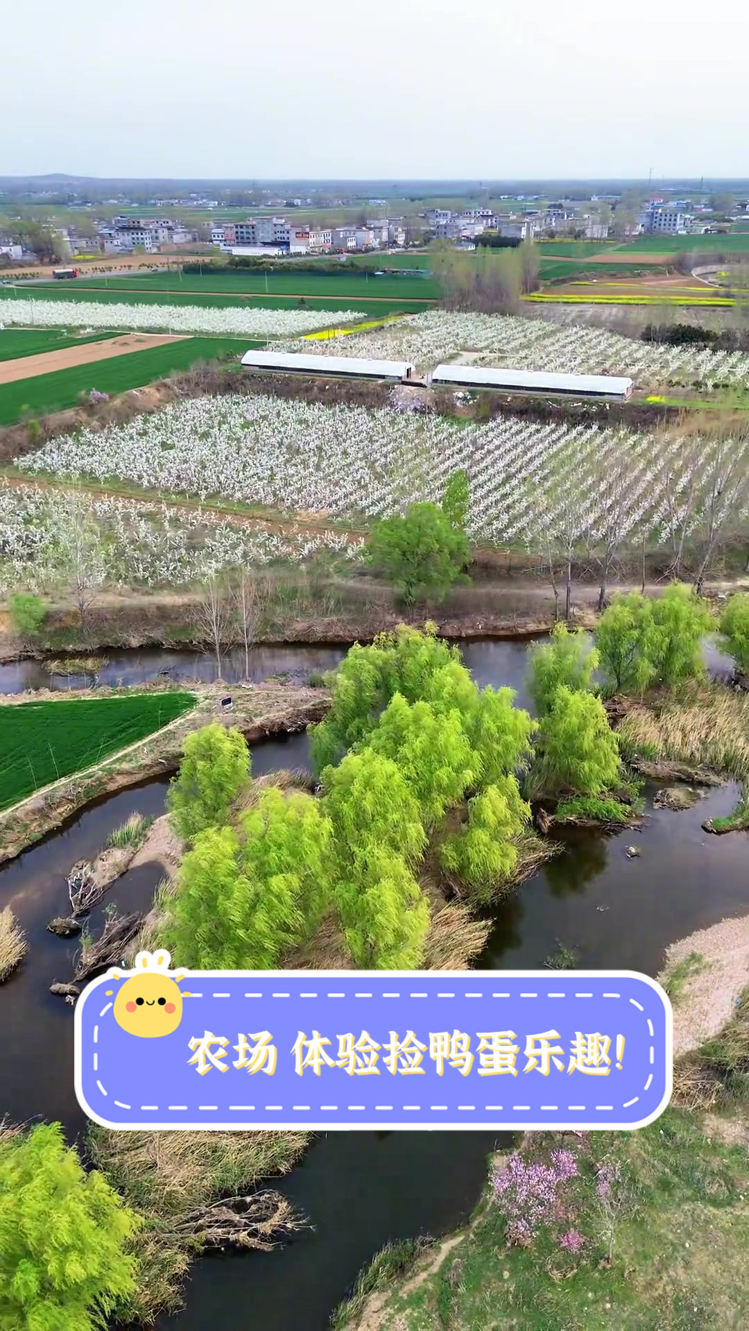 农场,体验捡鸭蛋乐趣!