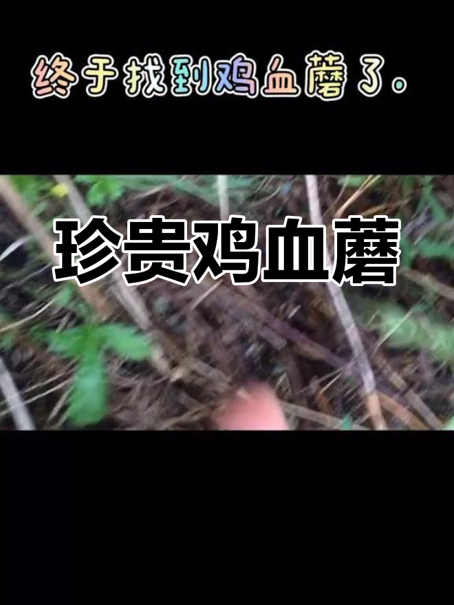 东北松林中的珍稀鸡血蘑,营养价值堪比名贵药材