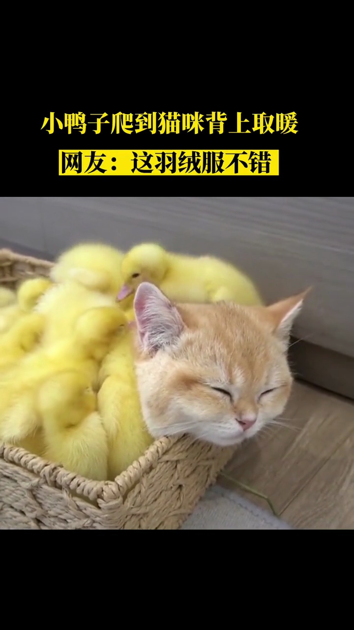小鸭子爬到猫咪背上取暖网友:这羽绒服不错 小鸭子爬到猫咪背上取暖 来源:海报新闻