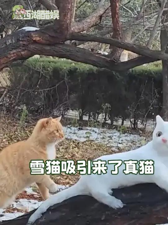 橘猫：汤姆猫诚不欺我，白猫果然高冷（素材来源：）下雪猫万万没想到内容过于真实