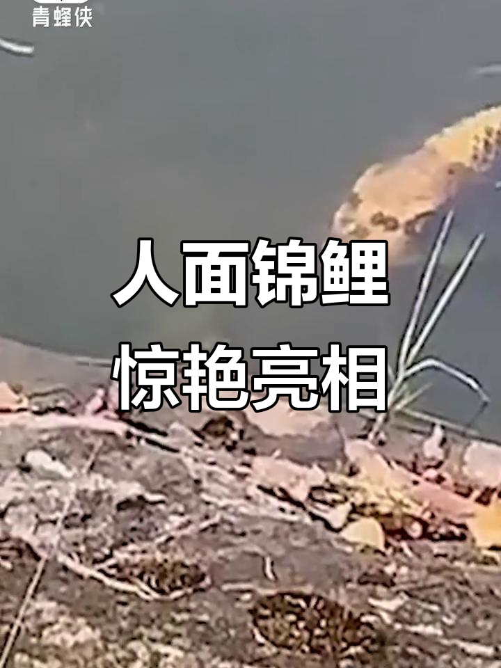 云南湖现奇特锦鲤,面容惊人,网友惊呼:这简直是成精了!