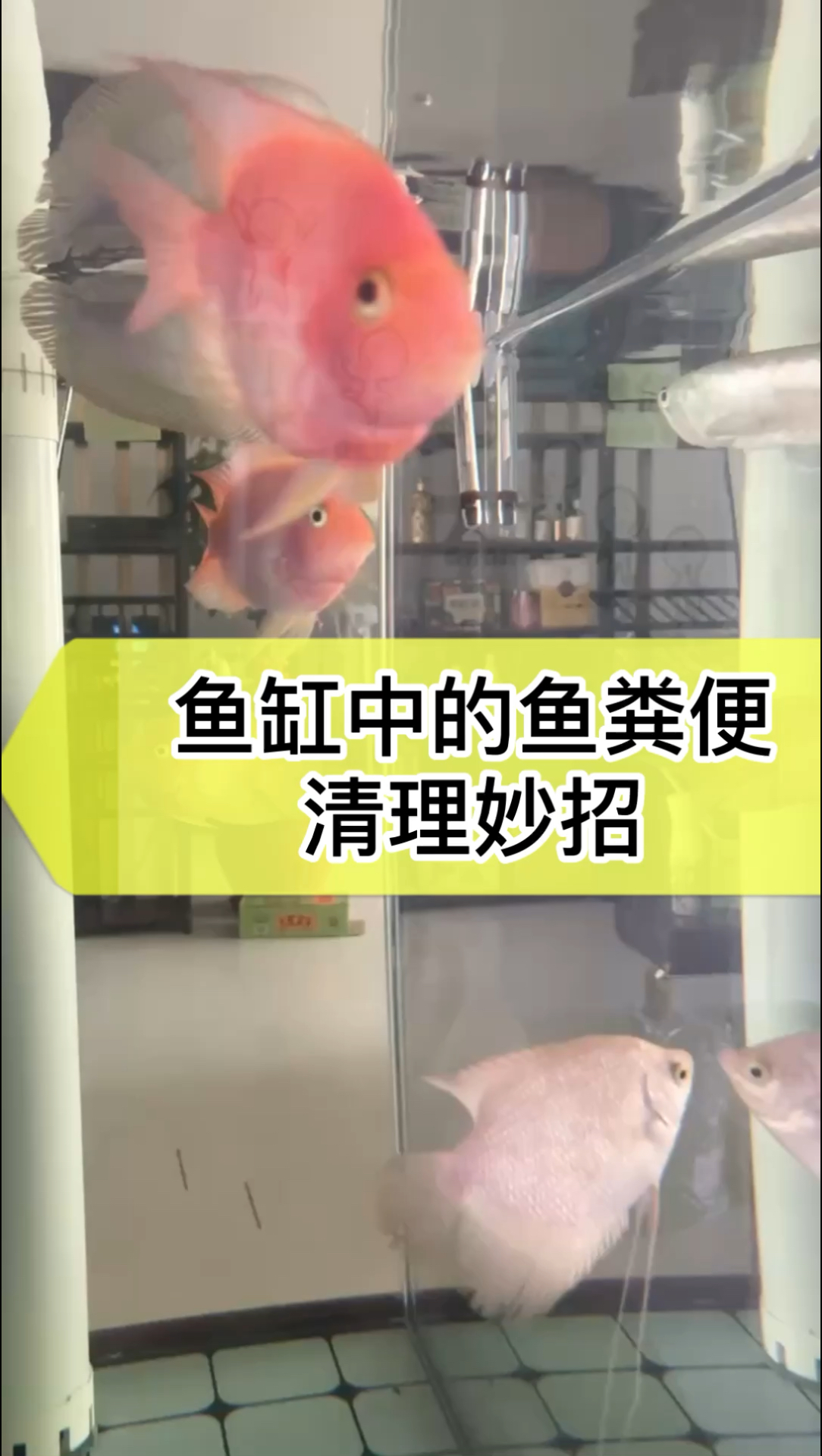 教你如何清理鱼缸鱼粪便/建议收藏