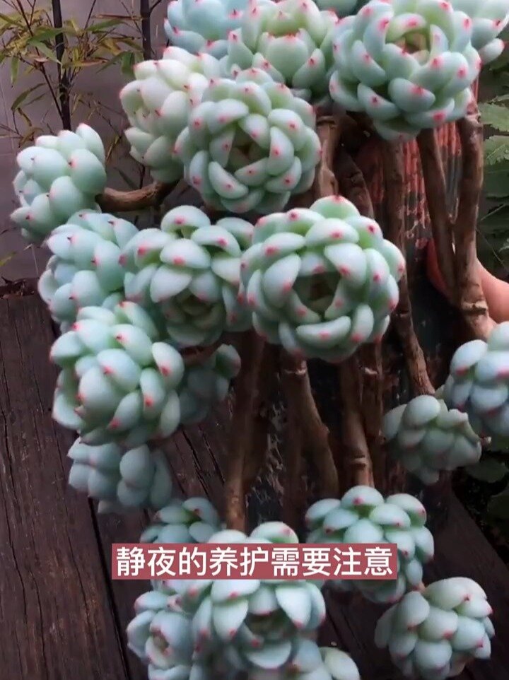 多肉静夜怎么养,赶紧来看看