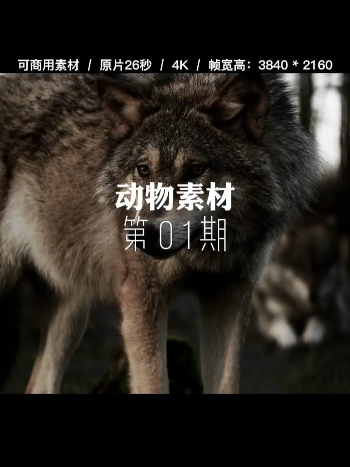 动物素材高清视频
