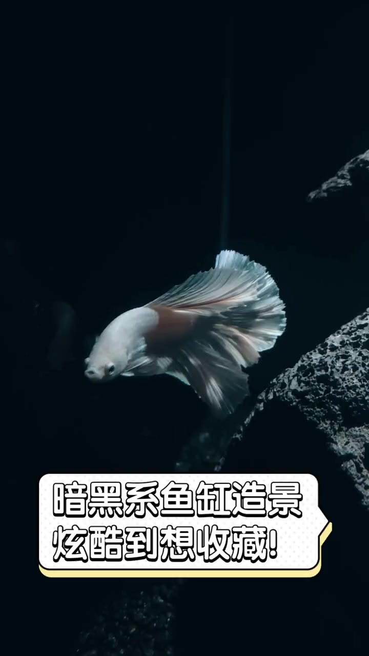 暗黑系鱼缸造景,炫酷到想收藏!