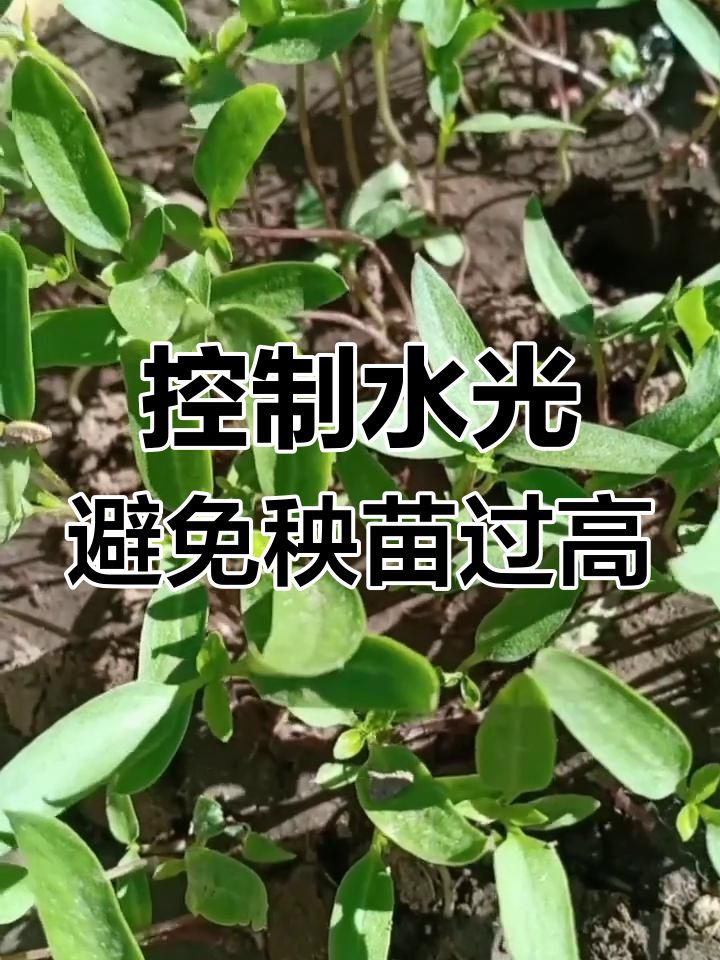 蔬菜秧子细高?浇水过多和阳光不足是元凶