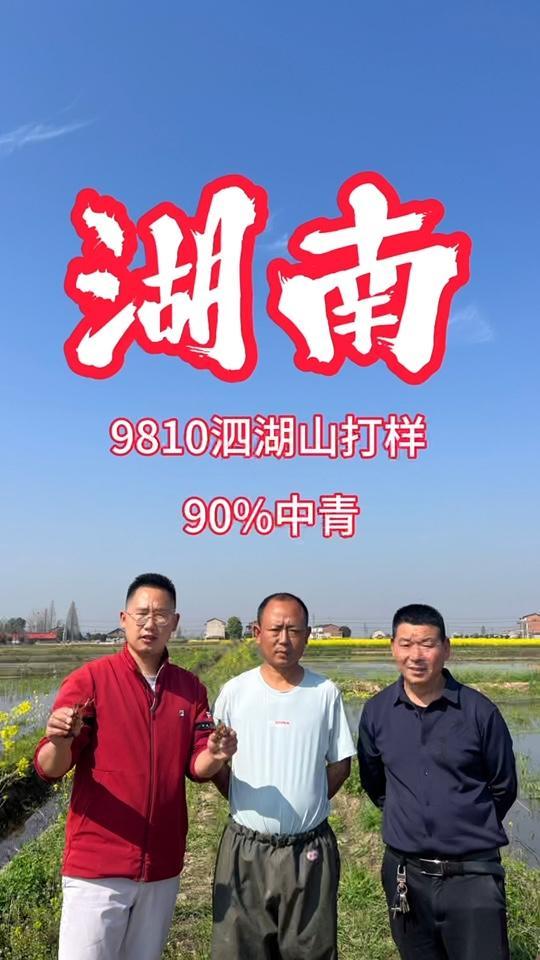 湖南9810小龙虾打样爆了 湖南泗湖山打样九成中青 小龙虾养殖 水产养殖 多多虾谈9810
