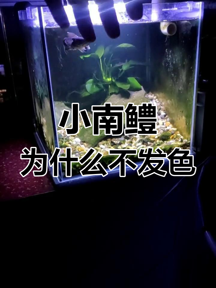 彩虹雷龙南鳢开缸一个月,为何不发色?