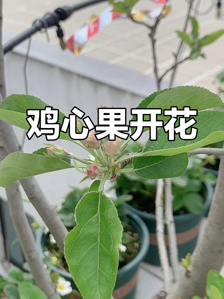 鸡心果盛开,美丽绽放