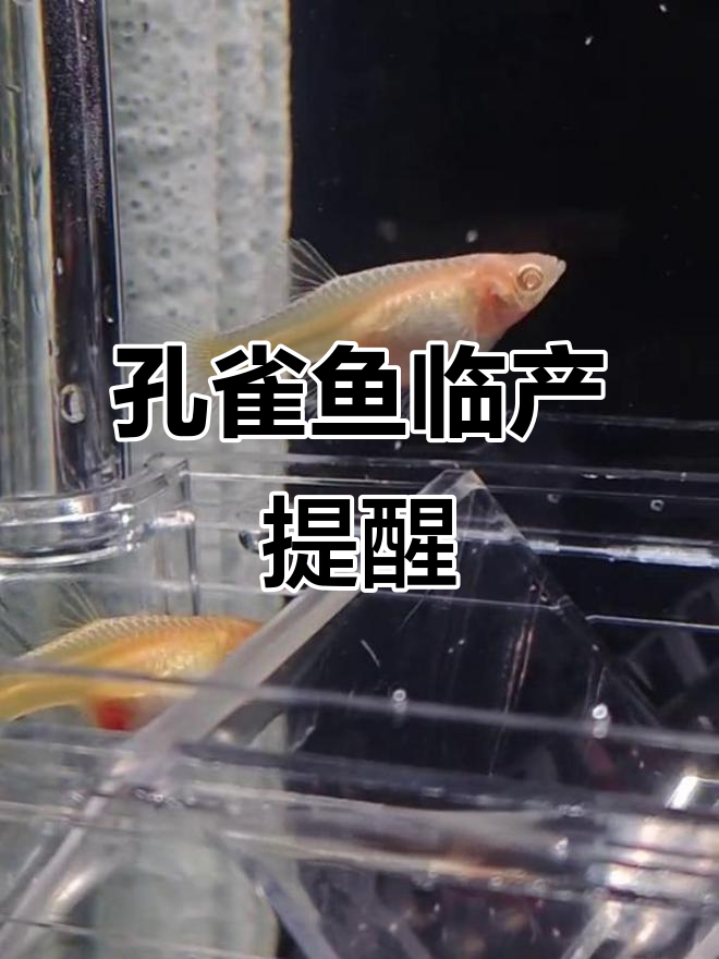 孔雀鱼临产前有征兆,隔离盒选双房更稳妥