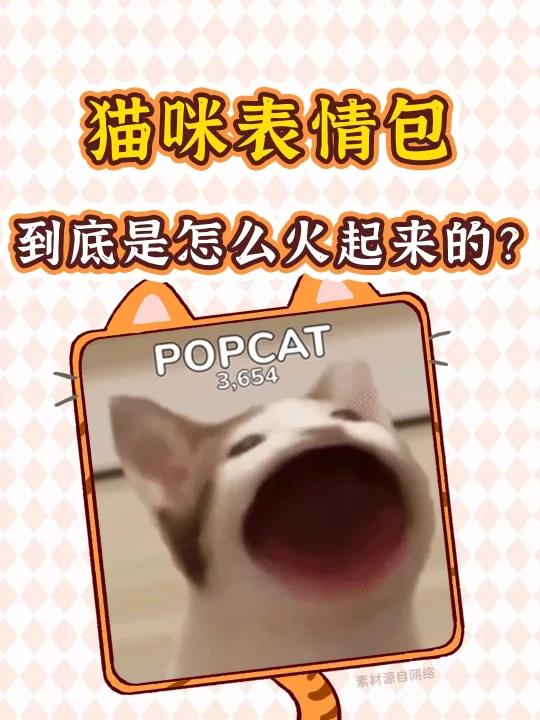 猛男萌妹最爱的网红猫咪表情包,原型是谁?