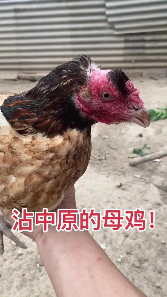 沾中原的母鸡!