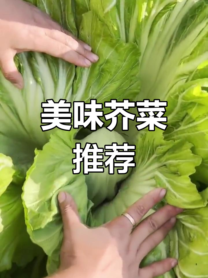 包心芥菜,做汤酸爽开胃,味道绝佳!