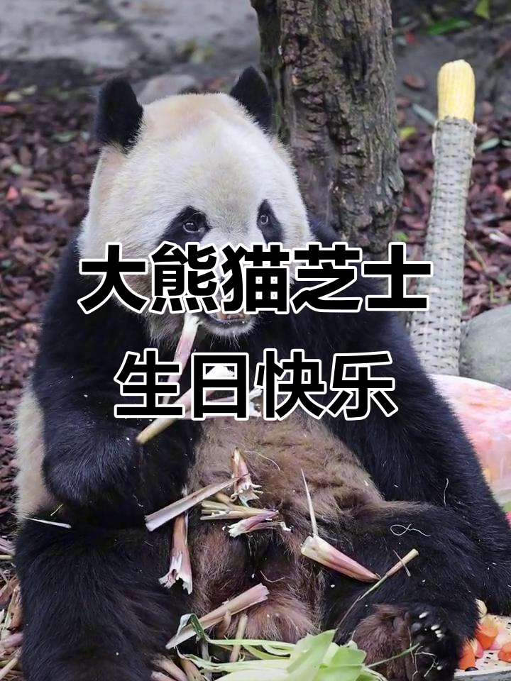 7岁大熊猫芝士的生日蛋糕,表情超得意!