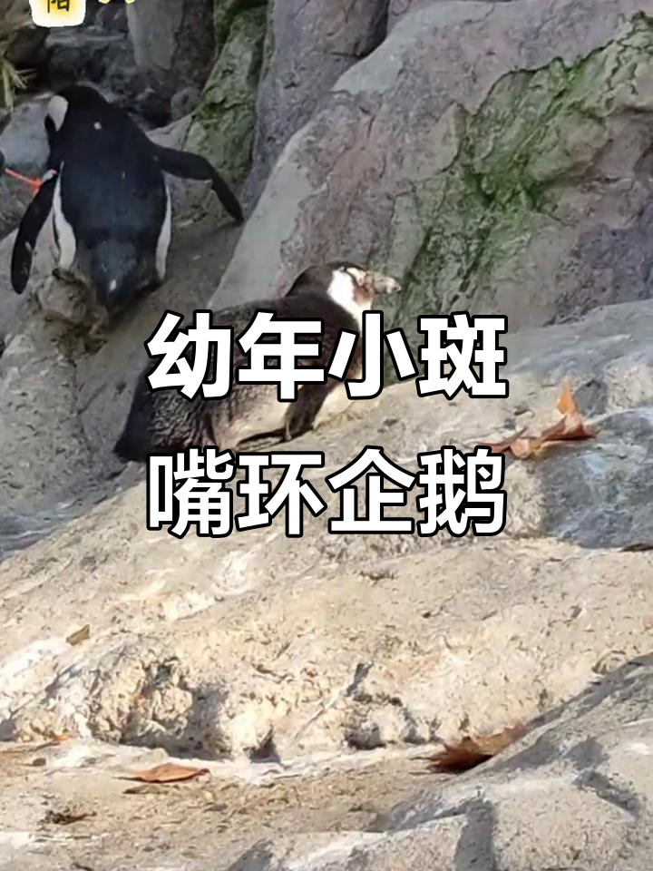 小斑嘴环企鹅在上海动物园逐渐适应新环境,萌态十足