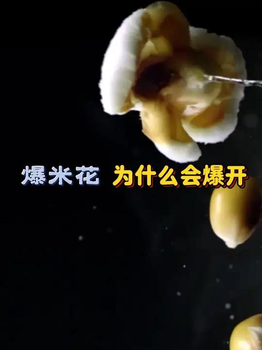 玉米粒加热后为什么会变成爆米花 有些为什么不会爆