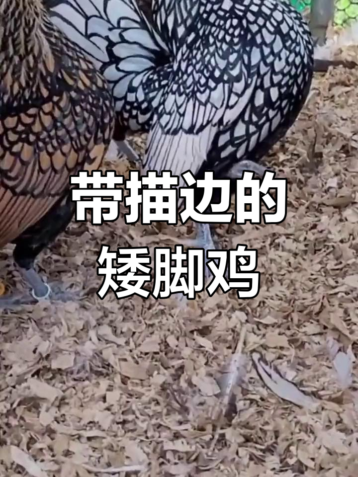 希伯莱特矮脚鸡:羽毛描边,独特观赏品种