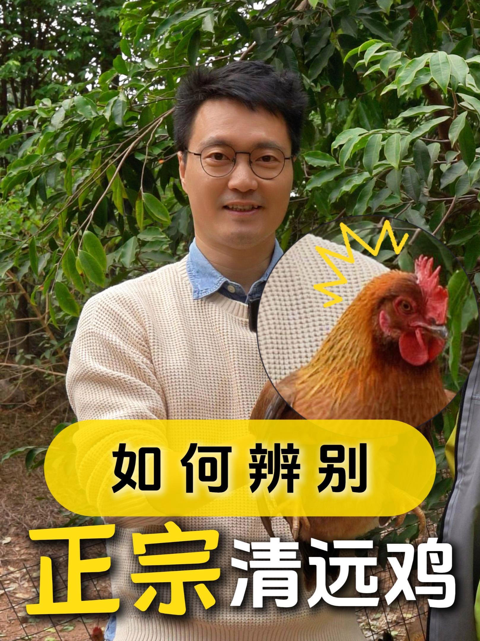 教你如何辨别正宗的清远鸡!爱吃鸡的朋友不要错过了,教你如何辨别正宗的清远鸡!清远鸡 走地鸡