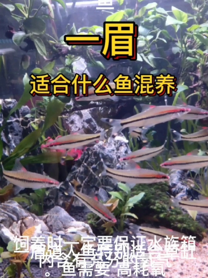 一眉道人观赏鱼适合和什么鱼混养