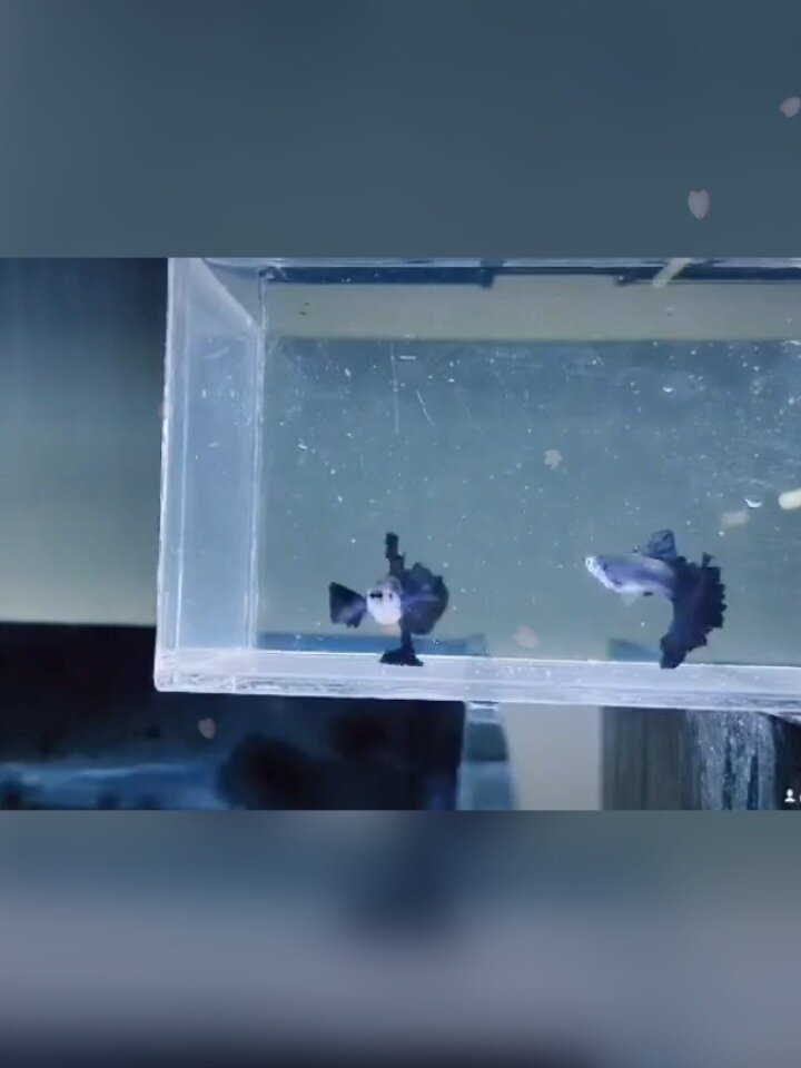 黑玫瑰小飞象孔雀鱼