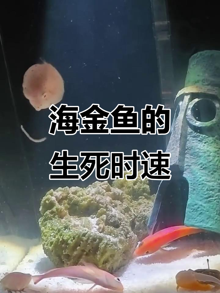 50块毒死200块，海金鱼还能救吗？