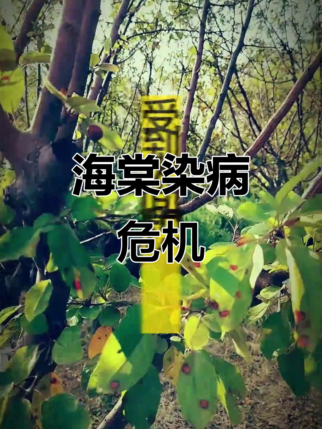 大同海棠树遭病,叶片枯黄令人忧!