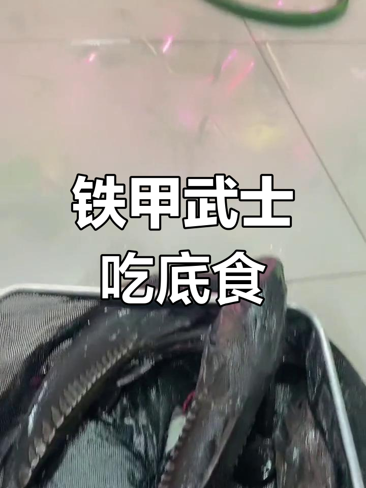 铁甲武士清理残渣,温顺不攻击鱼