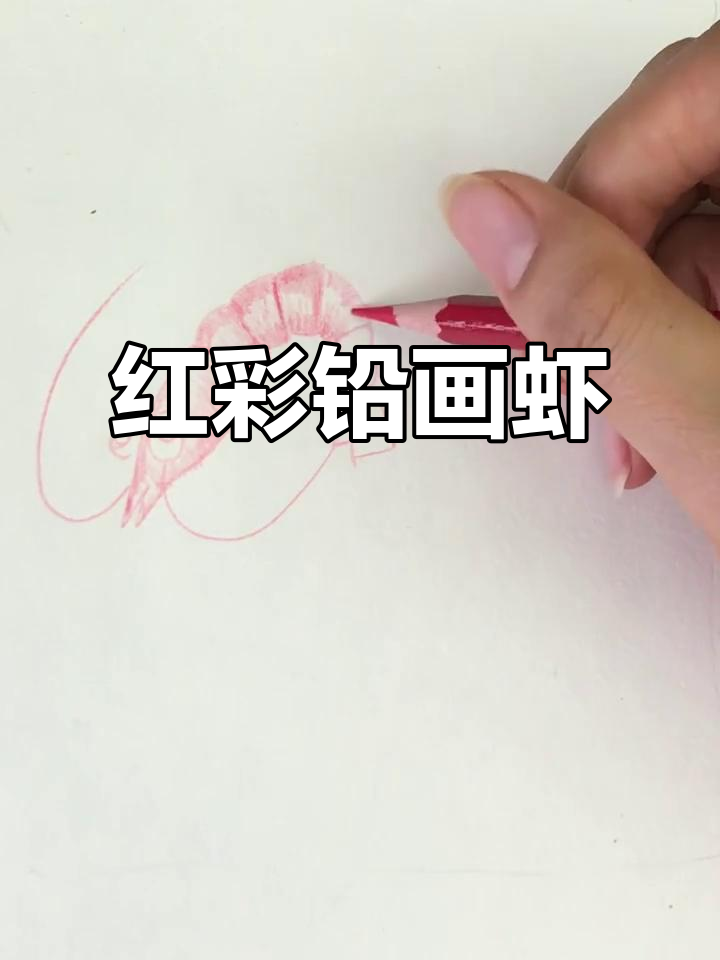 用红色彩铅画可爱小虾,简单又好玩