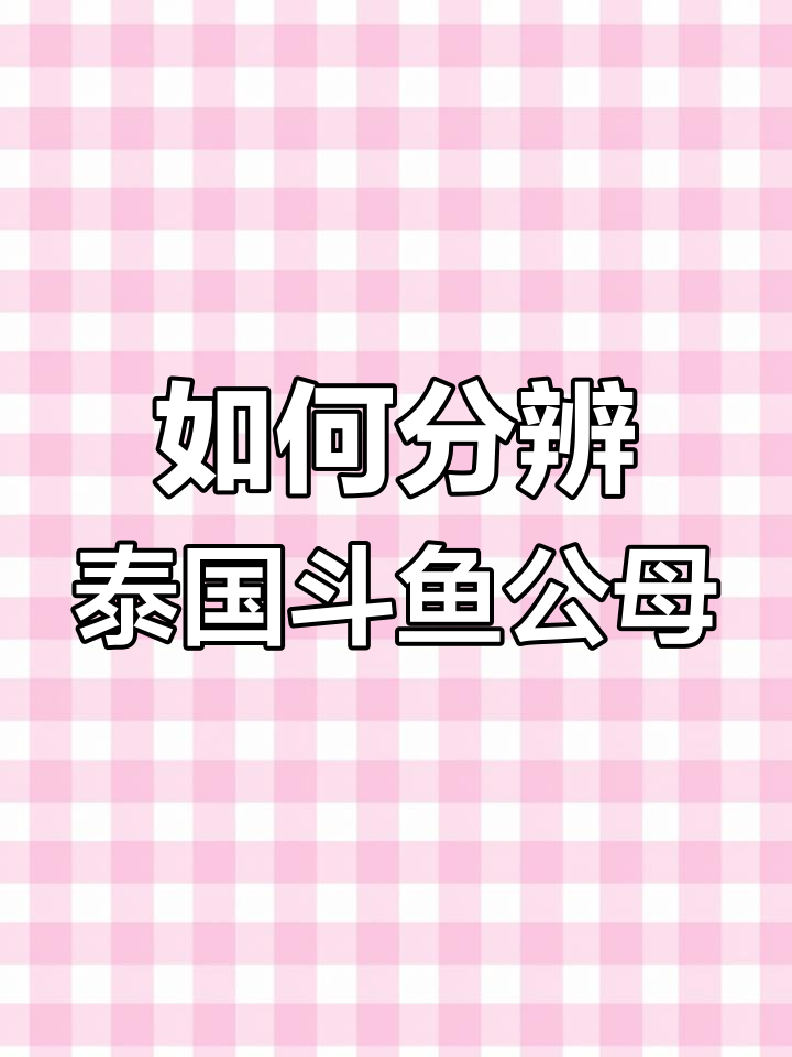 斗鱼公母如何区分?四种常见品种的特征解析