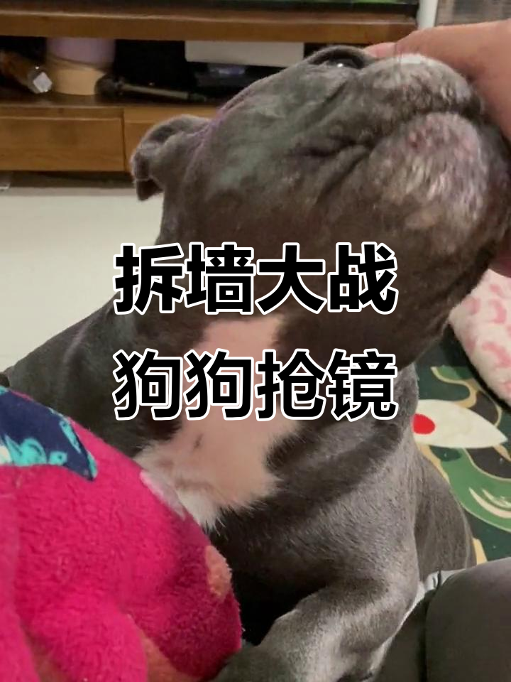 拆迁队师傅大展身手,壁纸全撕!肥牛狗也来凑热闹