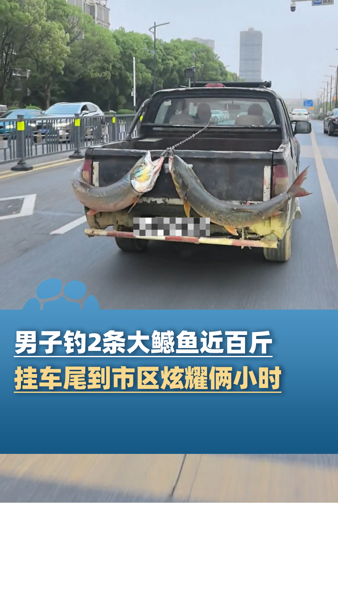 男子和同伴钓2条大鳡鱼近百斤,挂车尾到市区炫耀俩小时