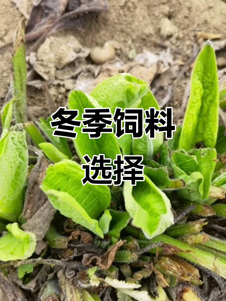 冬季喂猪,选耐寒高产的饲料草更划算!