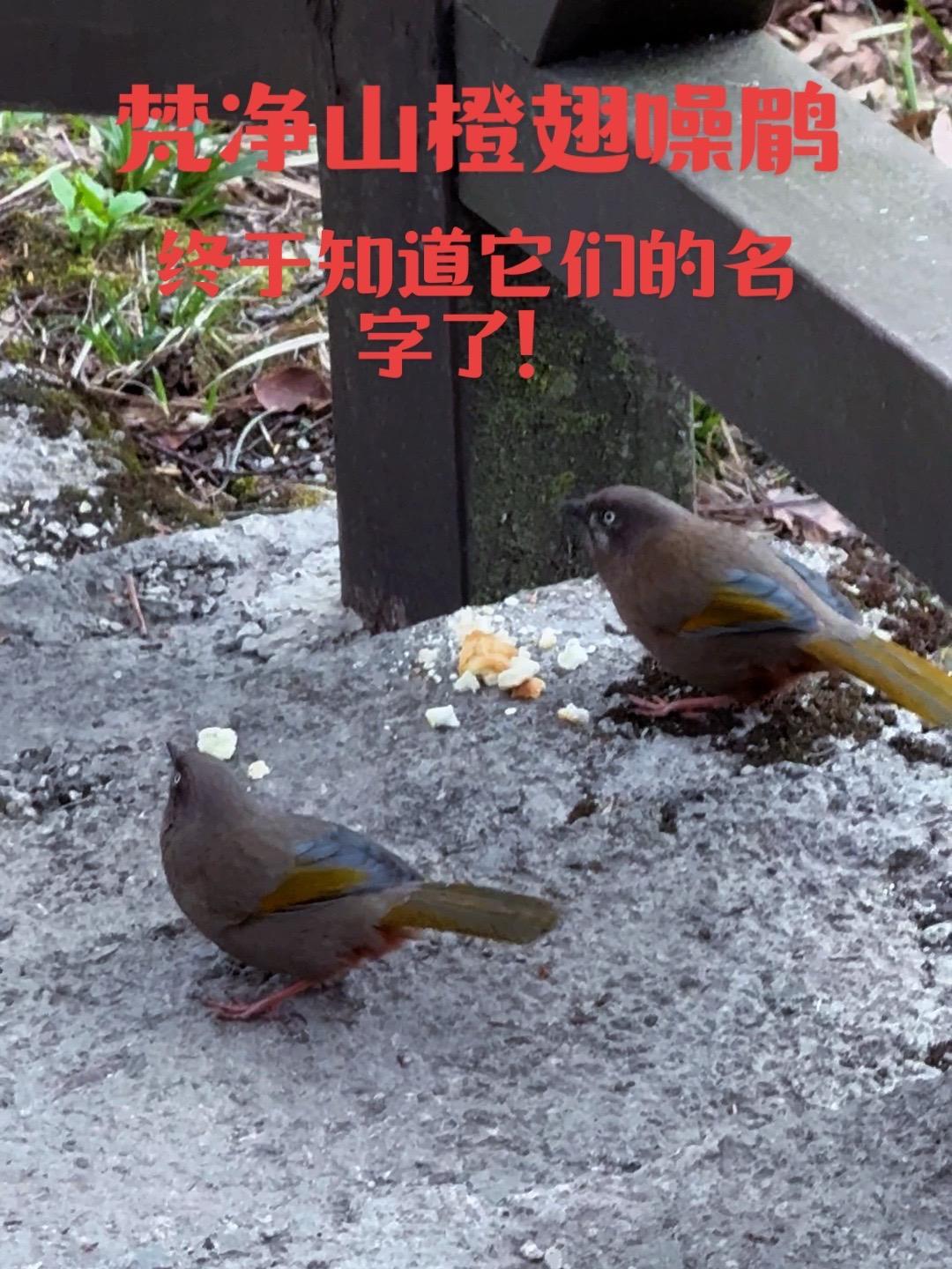 贵州梵净山橙翅噪鹛:很有灵性的画眉鸟!爱鸟护鸟 爱护大自然保护野生动物 鸟的种类 野生鸟类