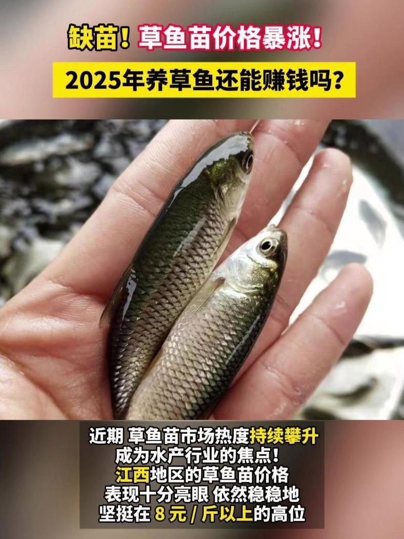 缺苗!草鱼苗价格暴涨!2025年养草鱼还能赚钱吗?草鱼 草鱼苗 水产养殖 草鱼行情