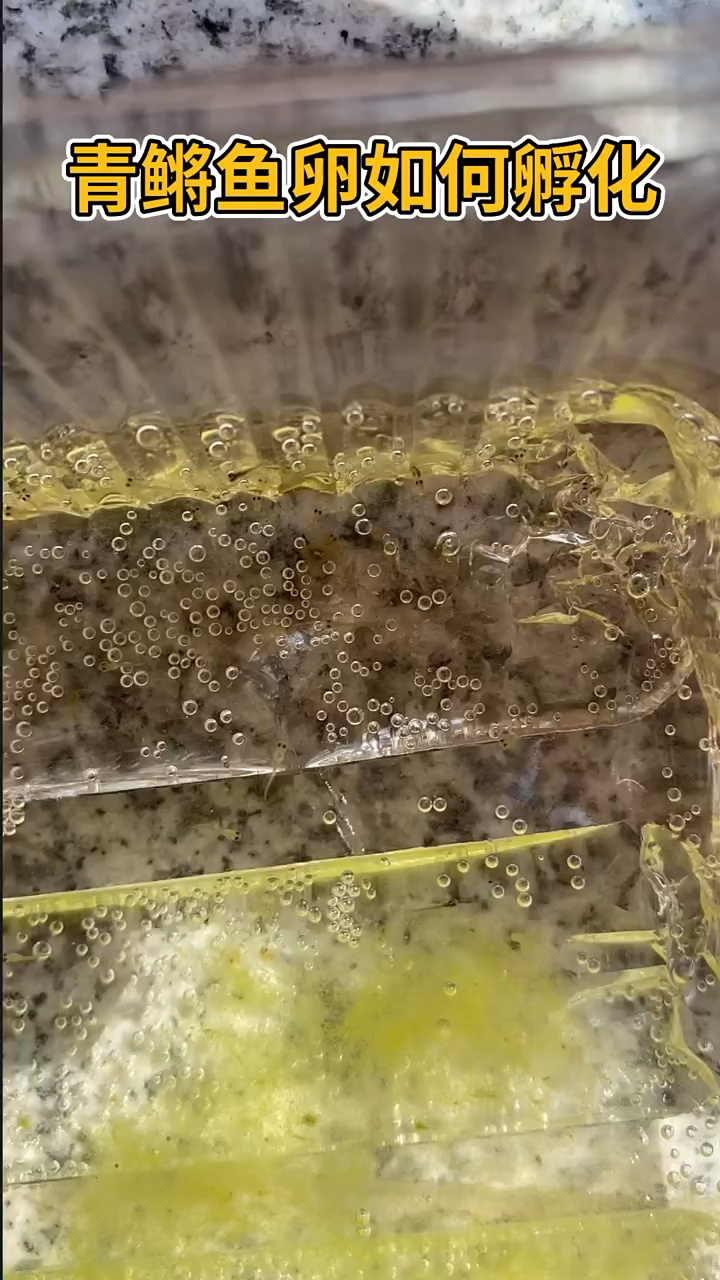 青鳉鱼卵如何孵化?