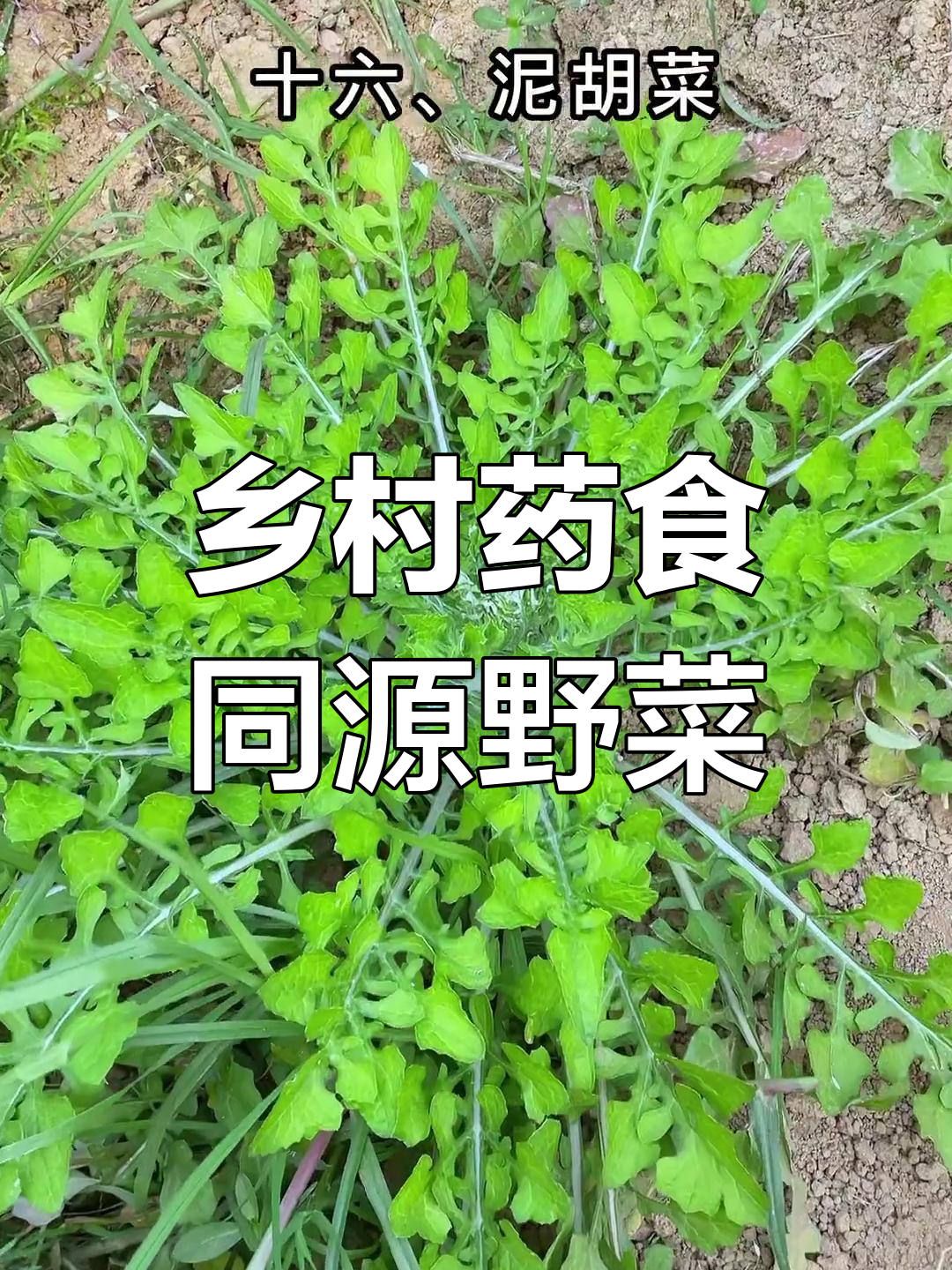 农村常见22种野菜,你了解吗?