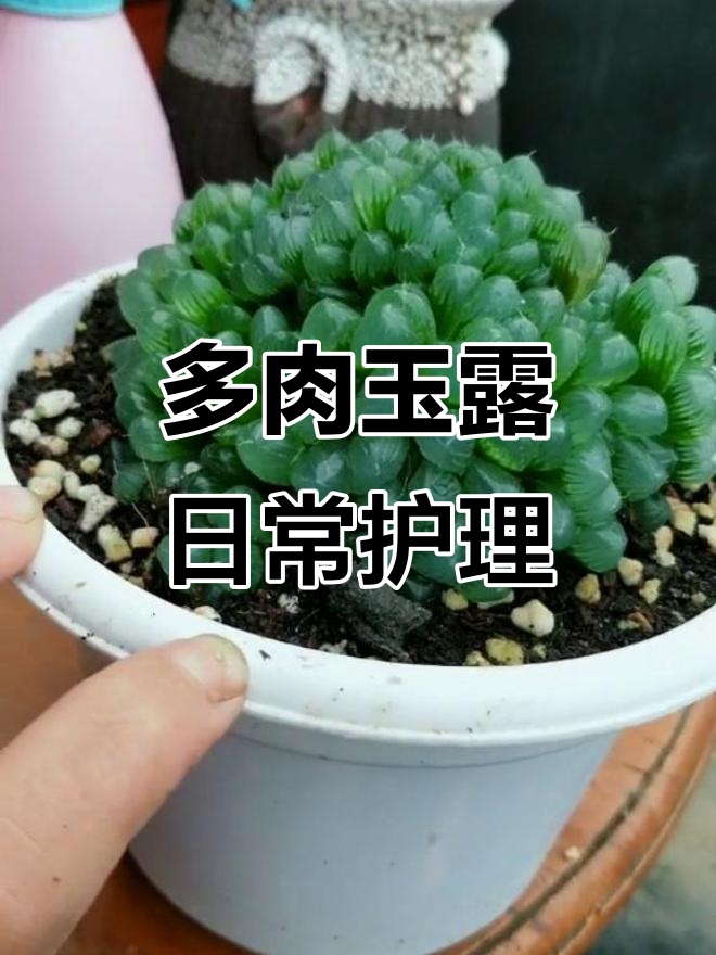 玉露多肉养护技巧：从单头到多头的转变方法
