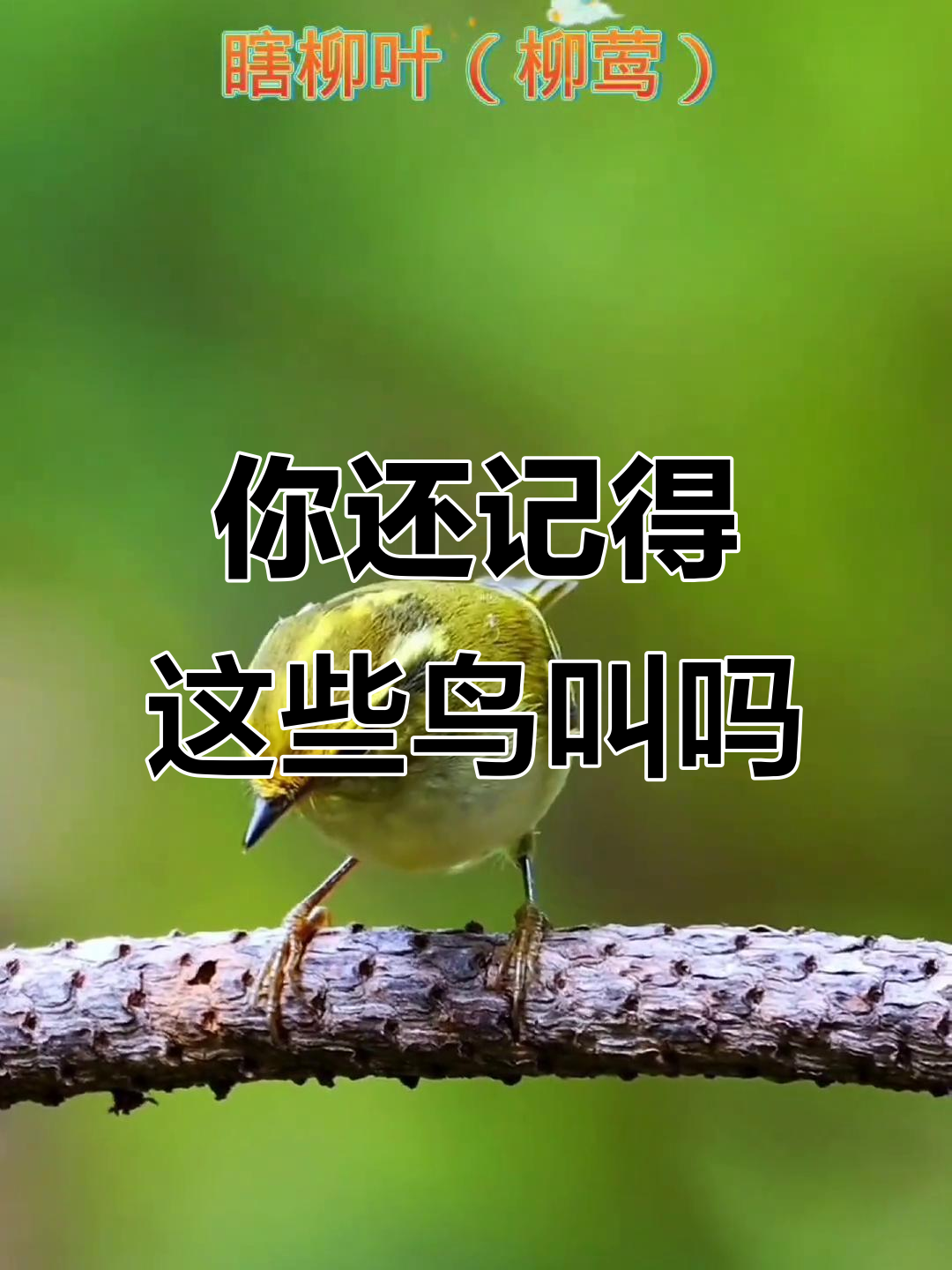 儿时记忆中的那些鸟叫声,你还记得吗?