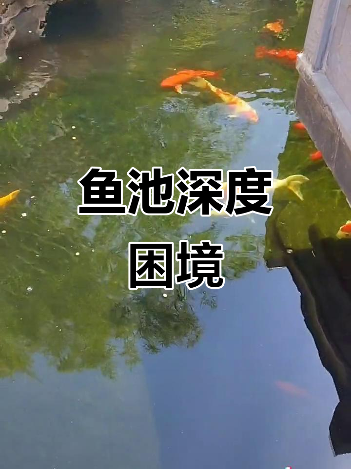 建鱼池时纠结深度,养鱼后才发现不够深,真是左右为难!