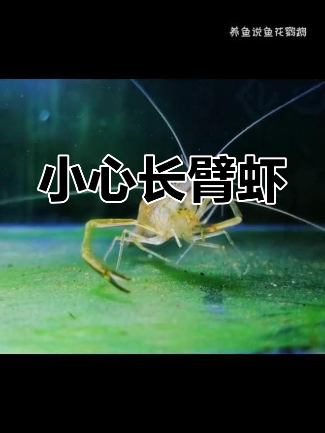 长臂虾的强大破坏力与独特性格