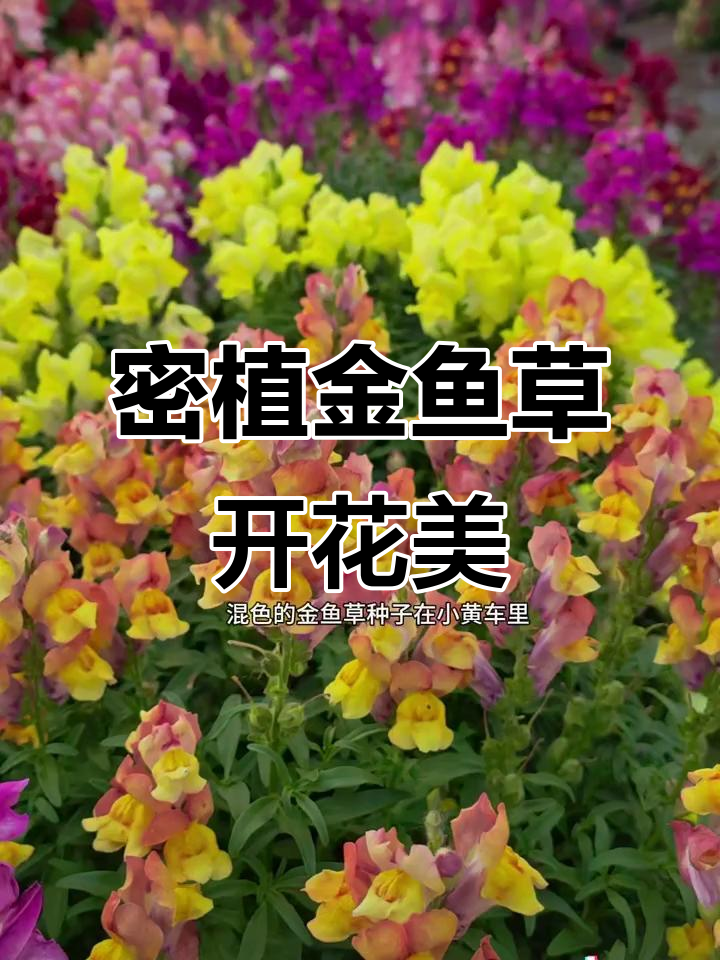 金鱼草密植效果惊艳,花海摇曳美丽动人