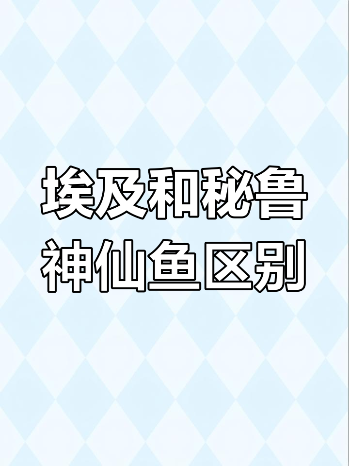 埃及神仙鱼与秘鲁神仙鱼的体型差异,洞线特征大揭秘