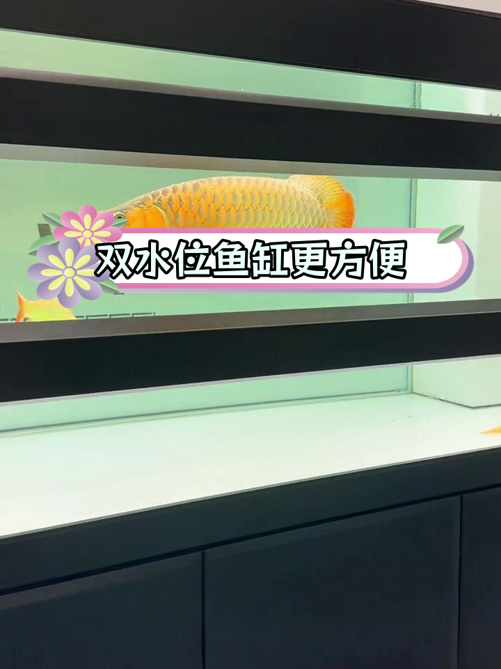 定制鱼缸时,记得要求双水位设计