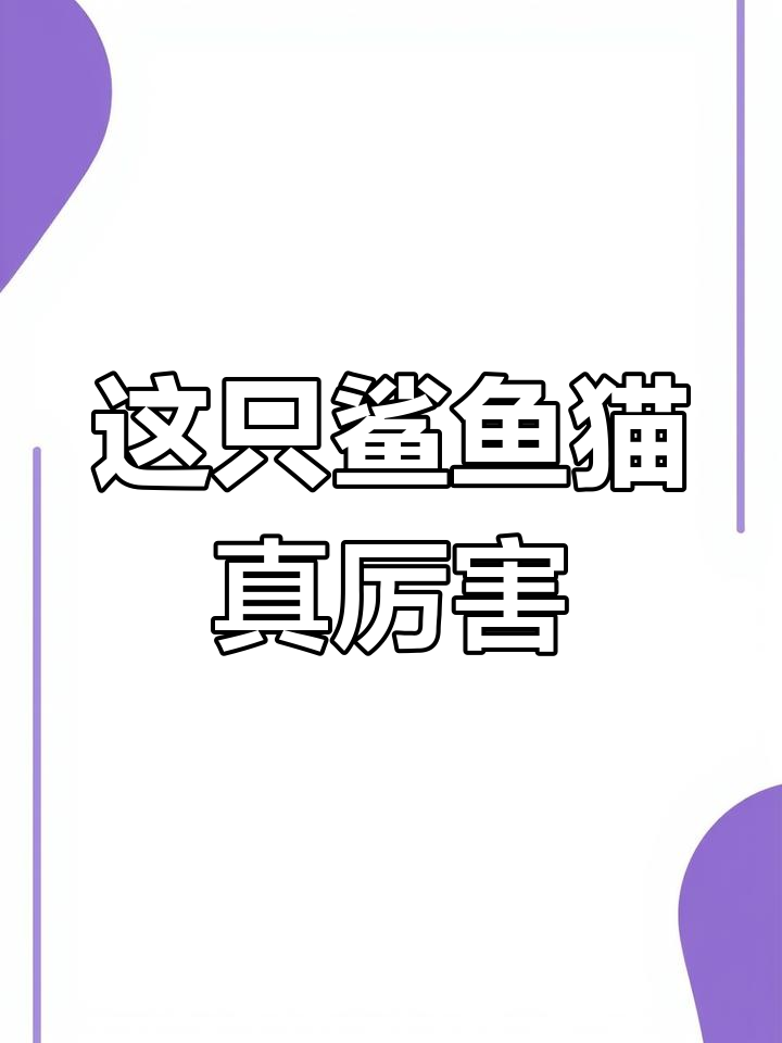 鲨鱼猫?这只银虎斑缅因太凶猛了,眼睛一瞪猎物就跑不掉