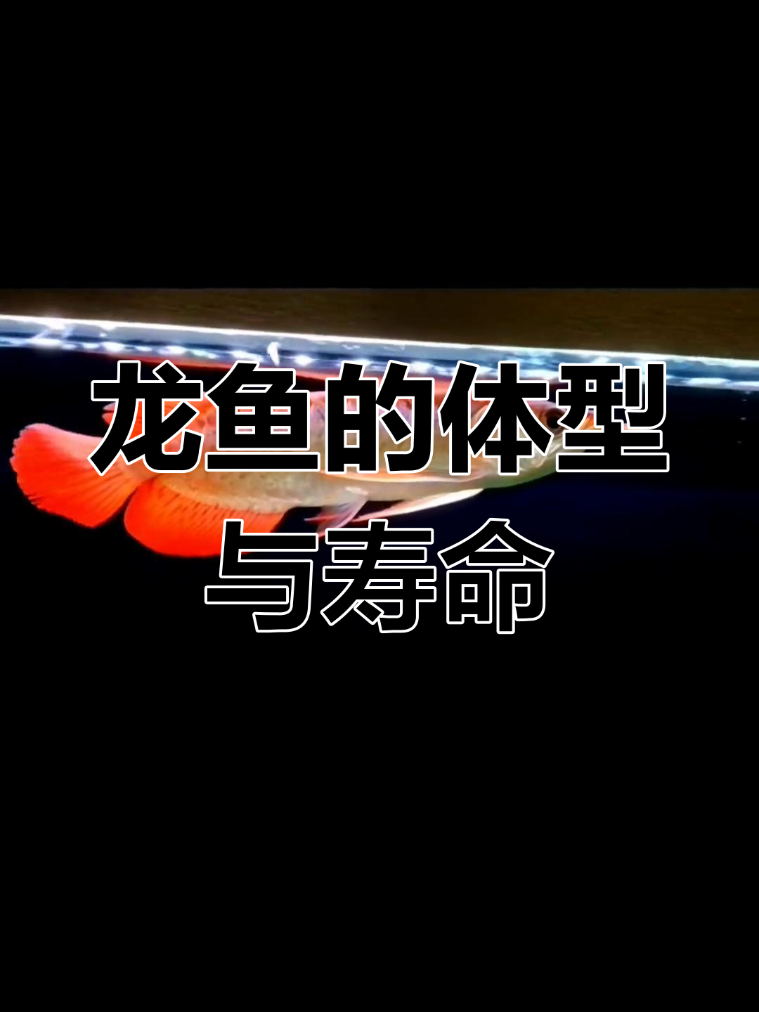 龙鱼种类与寿命揭秘