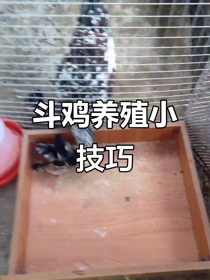 小斗鸡养殖技巧:如何设计小机房,让它们更健康