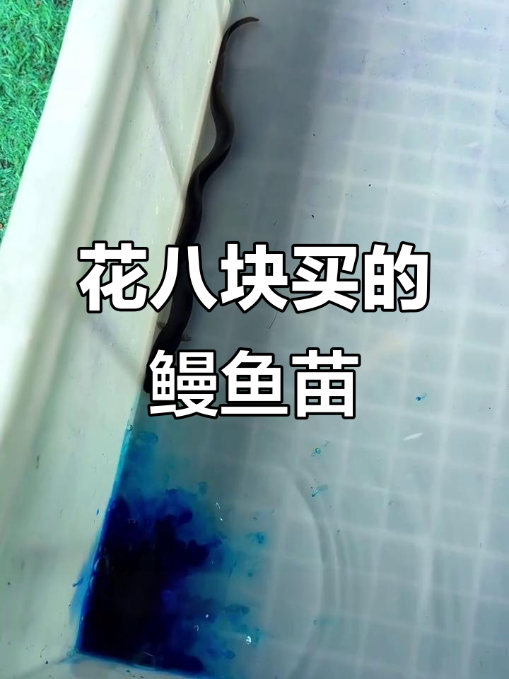 8块钱买一条鳗鱼苗，结果差点挂了！