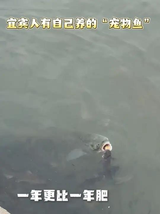 四川人的宠物有多“野”?关于宜宾人把长江鱼喂成观赏鱼这件事……宜宾 三江口 合江门 宜宾人